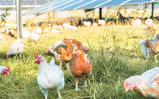 Landwirtschaftliche Doppelnutzung